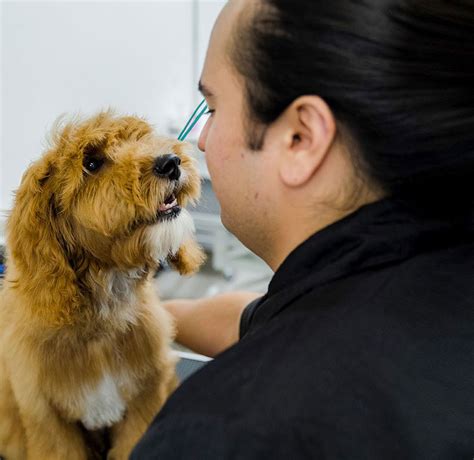 Find 8 listings related to Four Paws A Tail Pet Grooming in Mcallen on YP. . Perfect paws mcallen